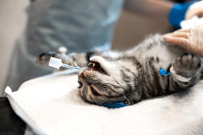 kat onder inhalatie-anesthetica
