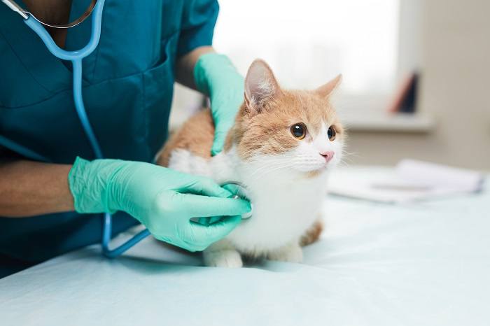dierenarts die de gezondheid van de kat controleert