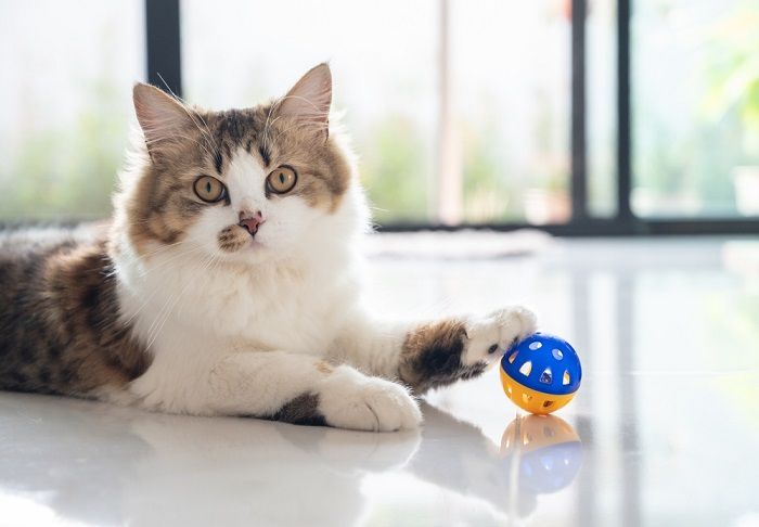 gekruiste Perzische kat die met een bal speelt
