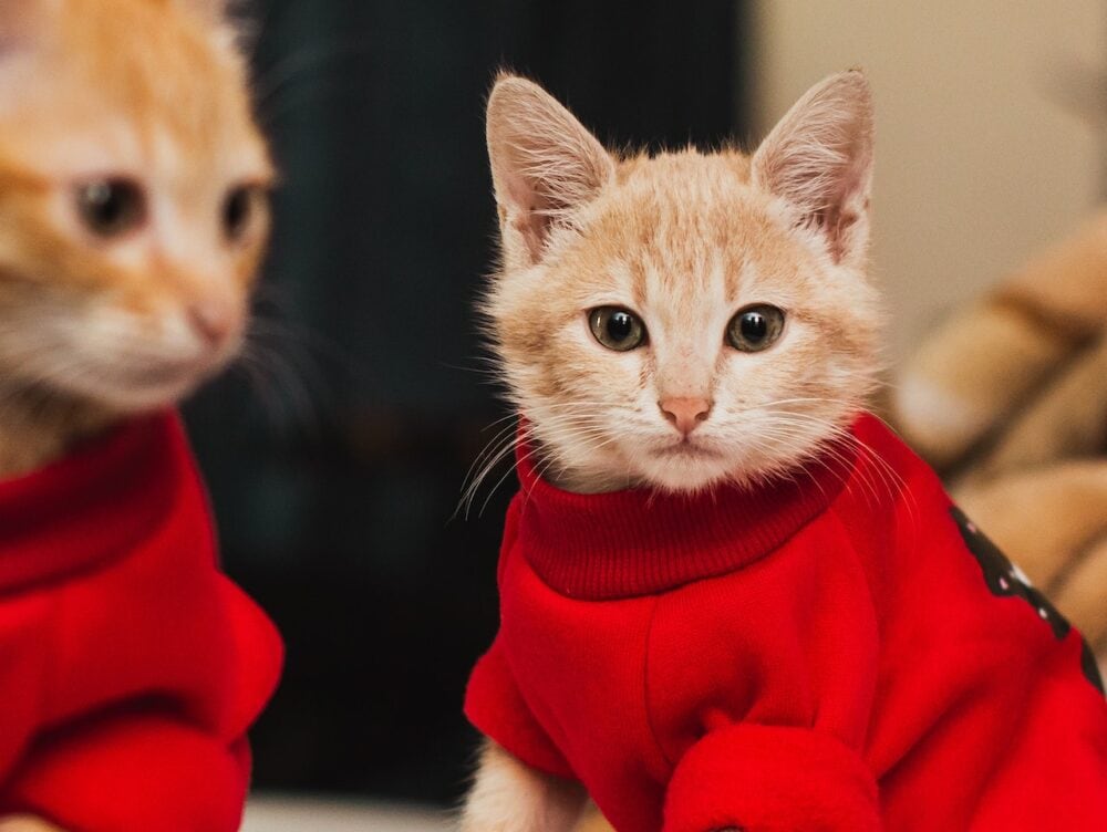 kat die rood draagt