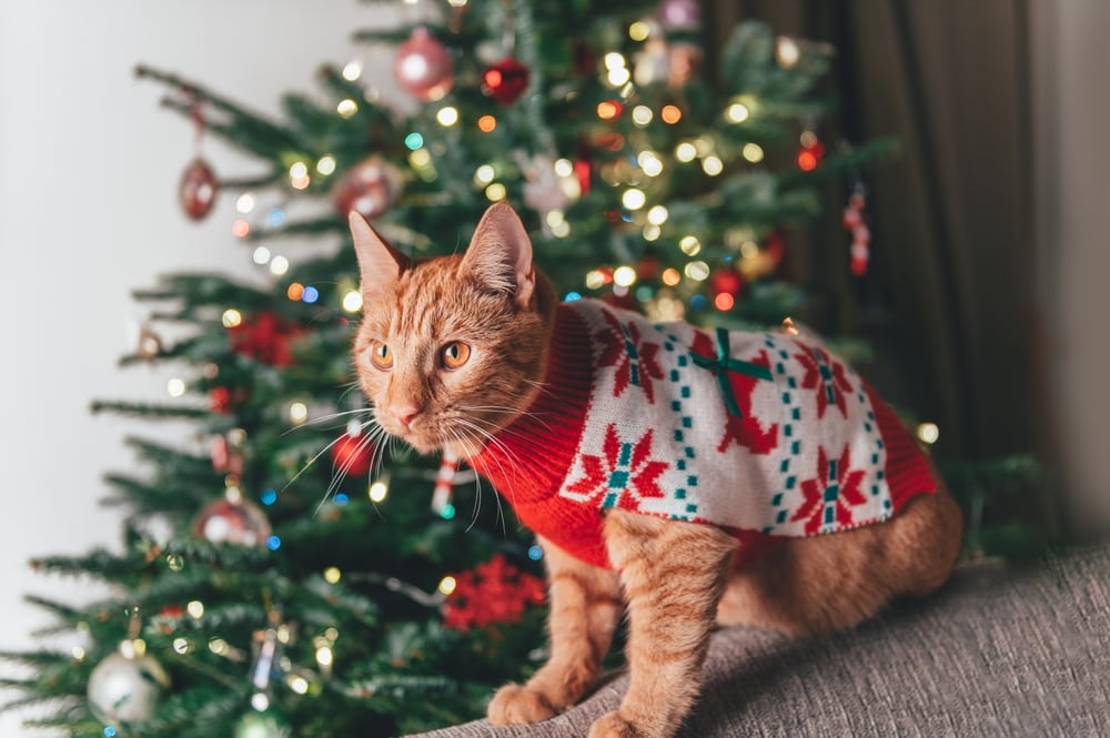 Gember kat draagt kersttrui