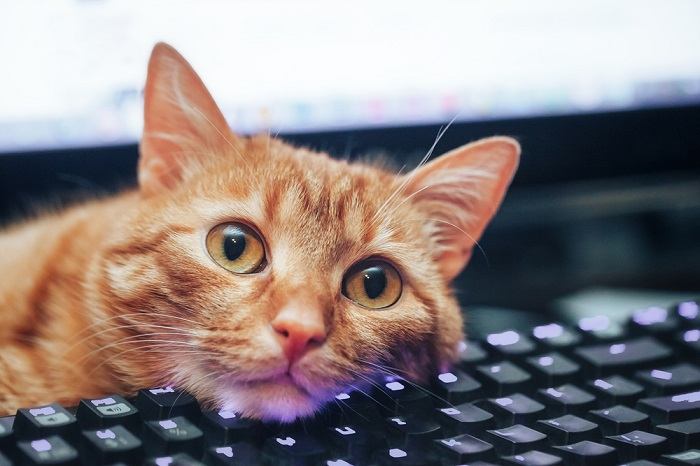 Kat leunend op een toetsenbord