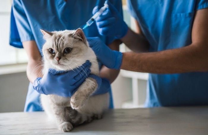 Blauwogige kat die op tafel ligt terwijl dierenartsen vaccin geven.