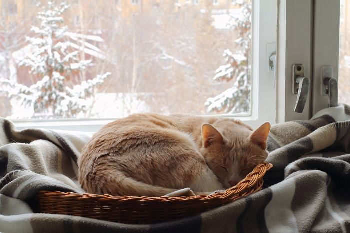 Een rode kat slaapt in een mand bij het raam