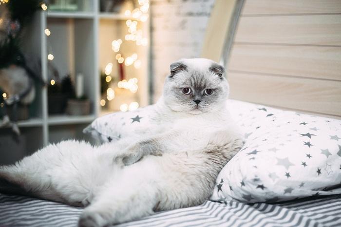 Dikke witte Schotse kat ligt in bed