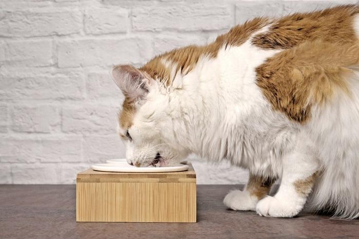 Tabby kat die voedsel eet uit een voerbak