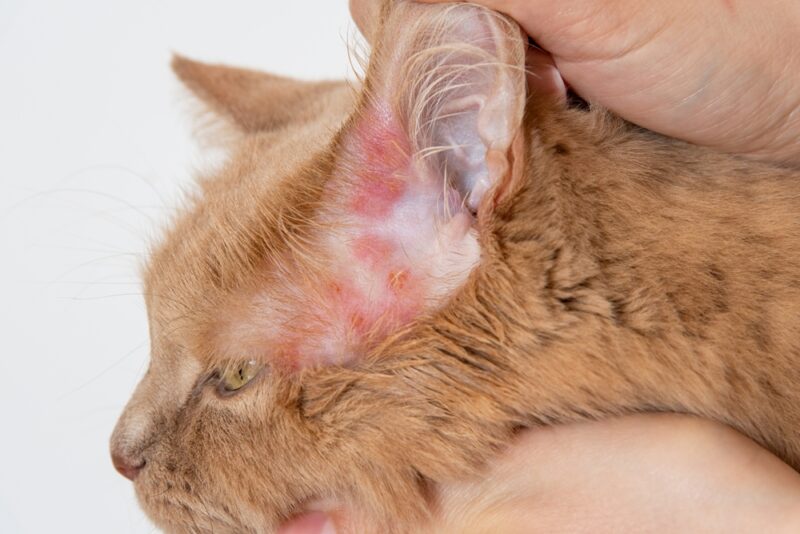 Close-up van een uitslag op de huid van de oren van de kat
