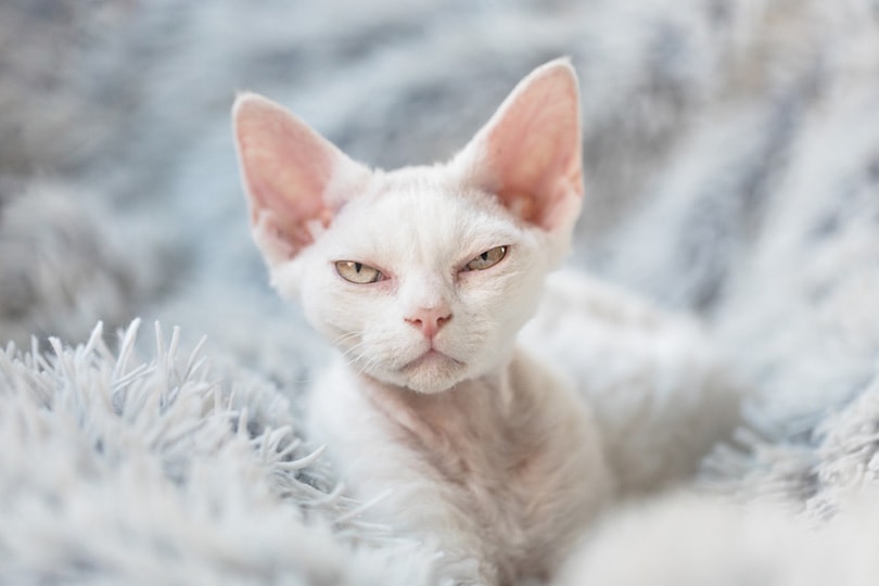 Devon Rex kitten op een witte donzige deken