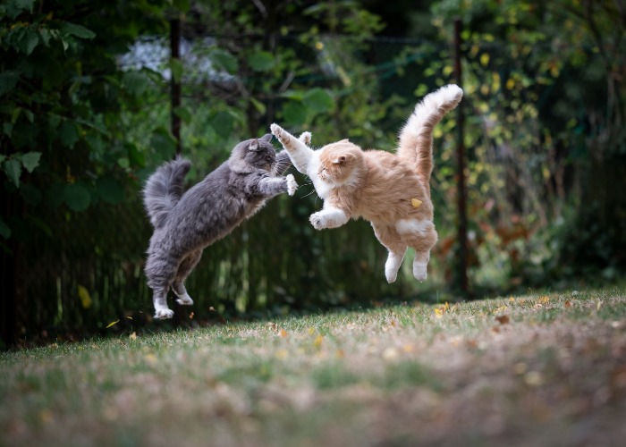 Katten die in de lucht vliegen en vechten