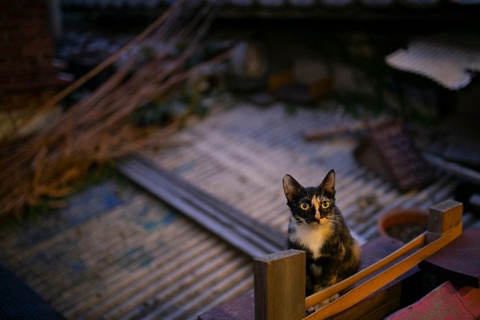 kat in het dak