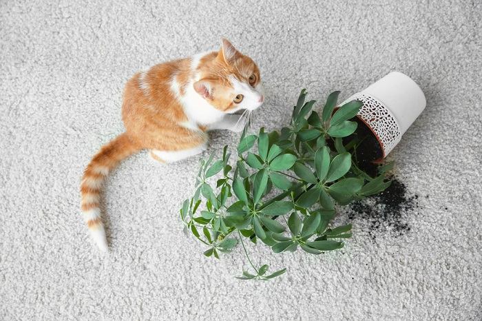Kat omvergeworpen potplant