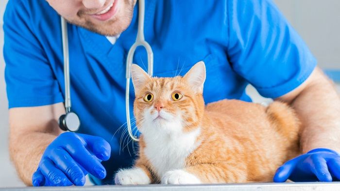 dierenarts die de gezondheid van katten onderzoekt