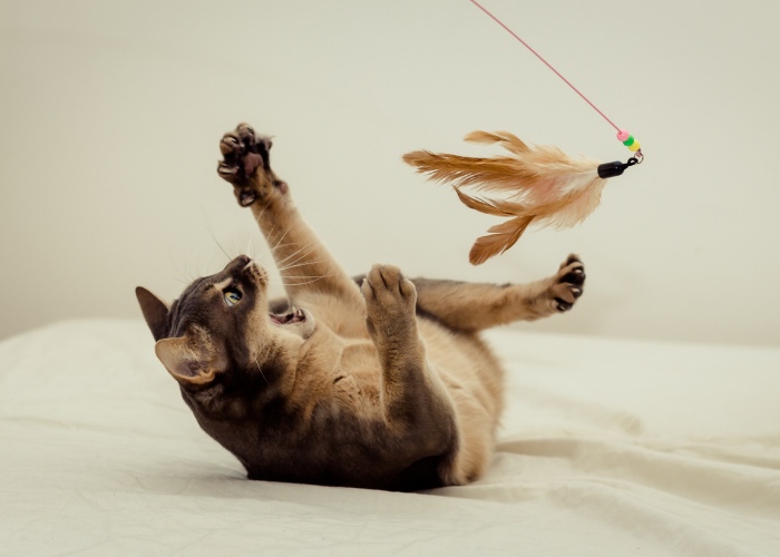 Enthousiaste kat die met een speeltje speeltje speelt