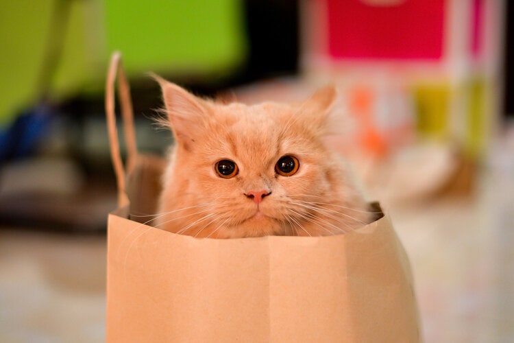 kat in paperbag