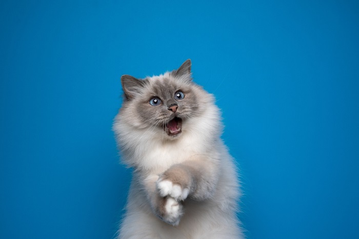 speelse birmaanse kat met blauwe ogen die geschokt kijkt