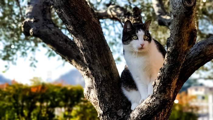 Schattige kat vast in een boom