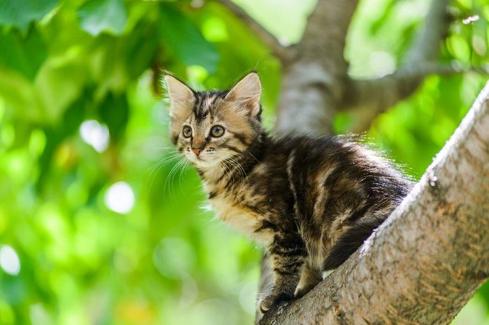 nieuwsgierige kitten kat klimmen boom