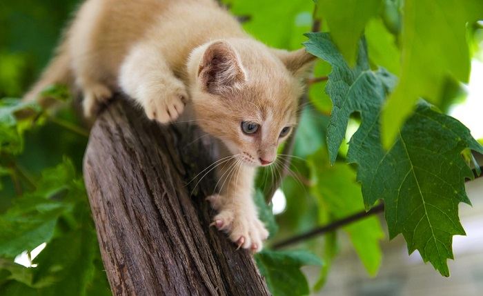gember kitten sluipt op prooi op een boom