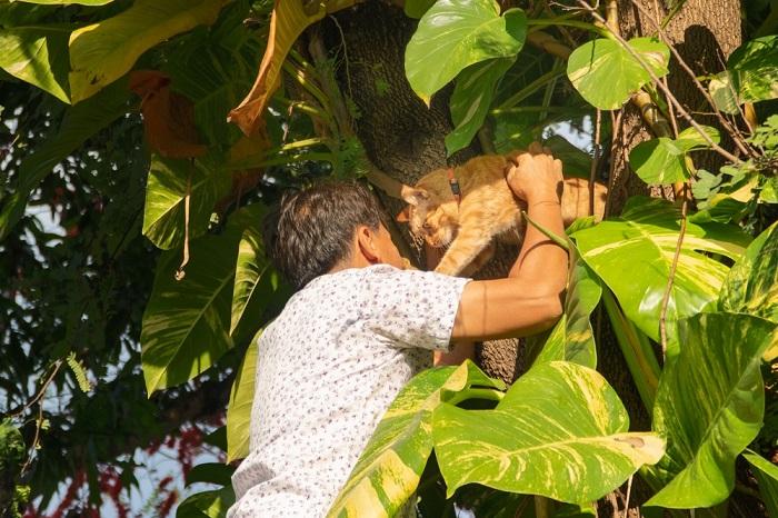 Man redt een kat die vastzit in boom