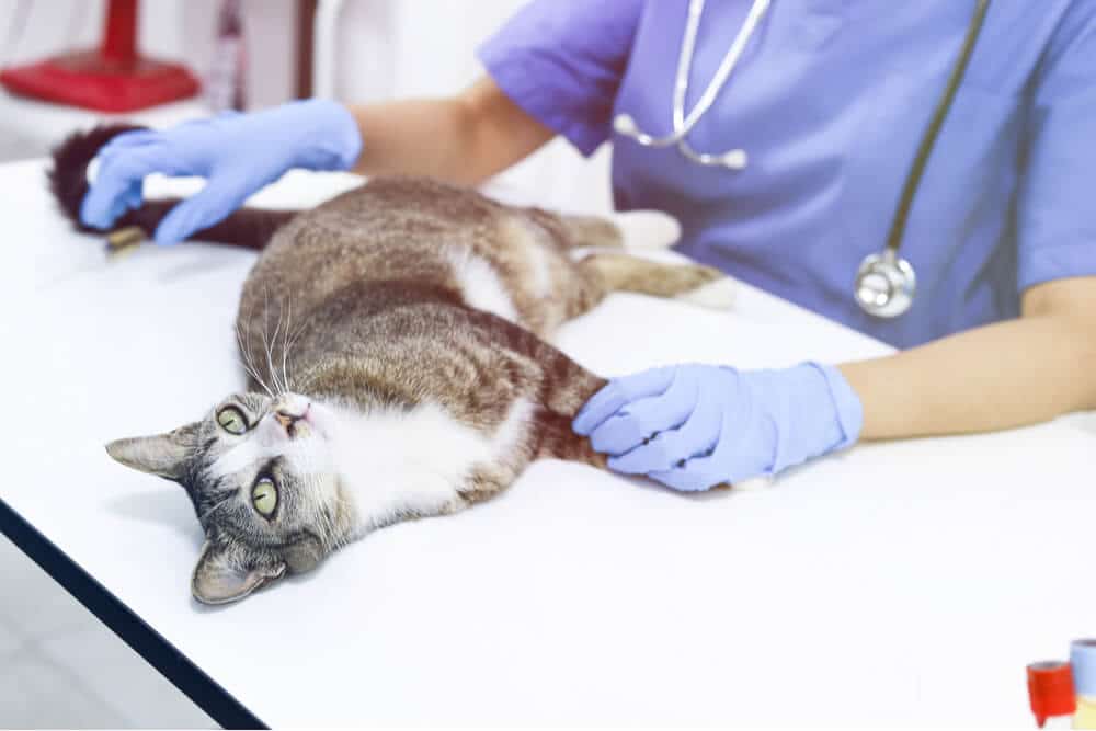 Nierfalen bij katten Diagnose Kat bij Dierenarts
