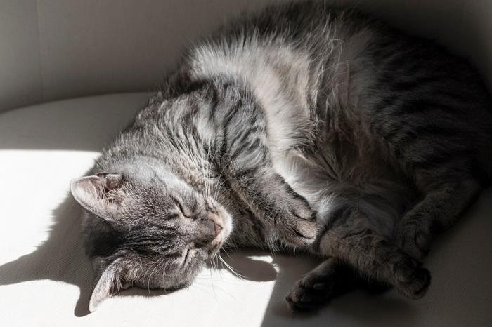 kat slapen met zonlicht