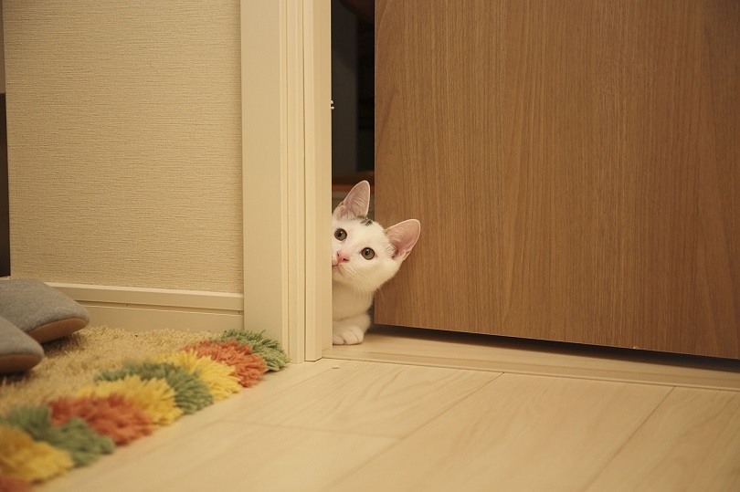 kat aan de deur