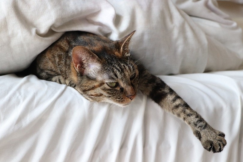 kat probeert uit bed te komen