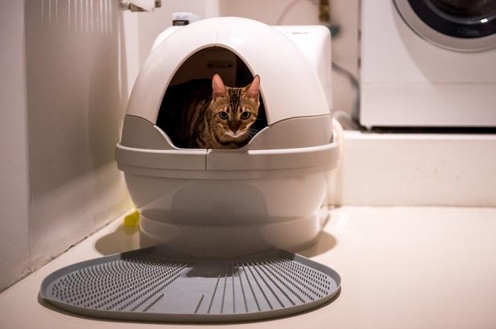 Automatisch toilet voor katten