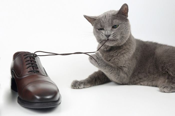 Kat bijt in een schoenenbroek