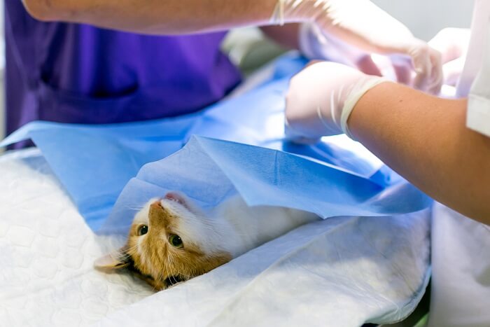 Kat die een operatie ondergaat