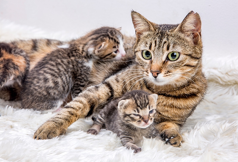 moeder kat en zijn kittens