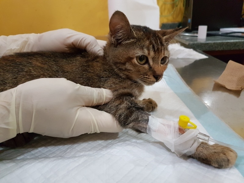 kat behandeld in dierenkliniek