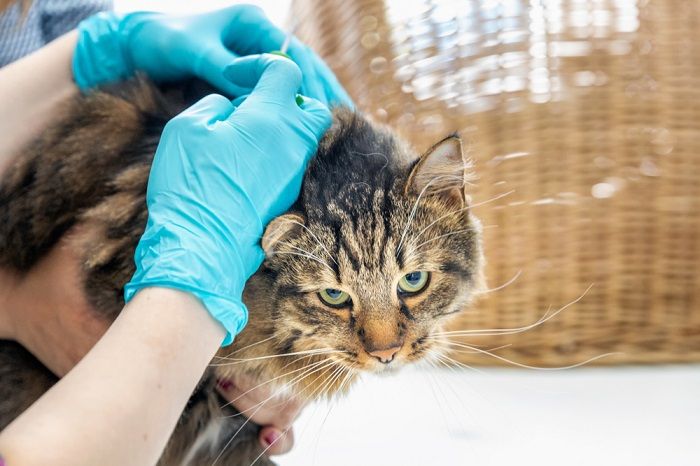 Dierenarts arts maakt een controle van een schattige mooie kat