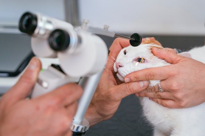ooglidgenesie bij katten