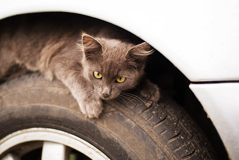 dakloze kitten verstopt zich onder motorkap