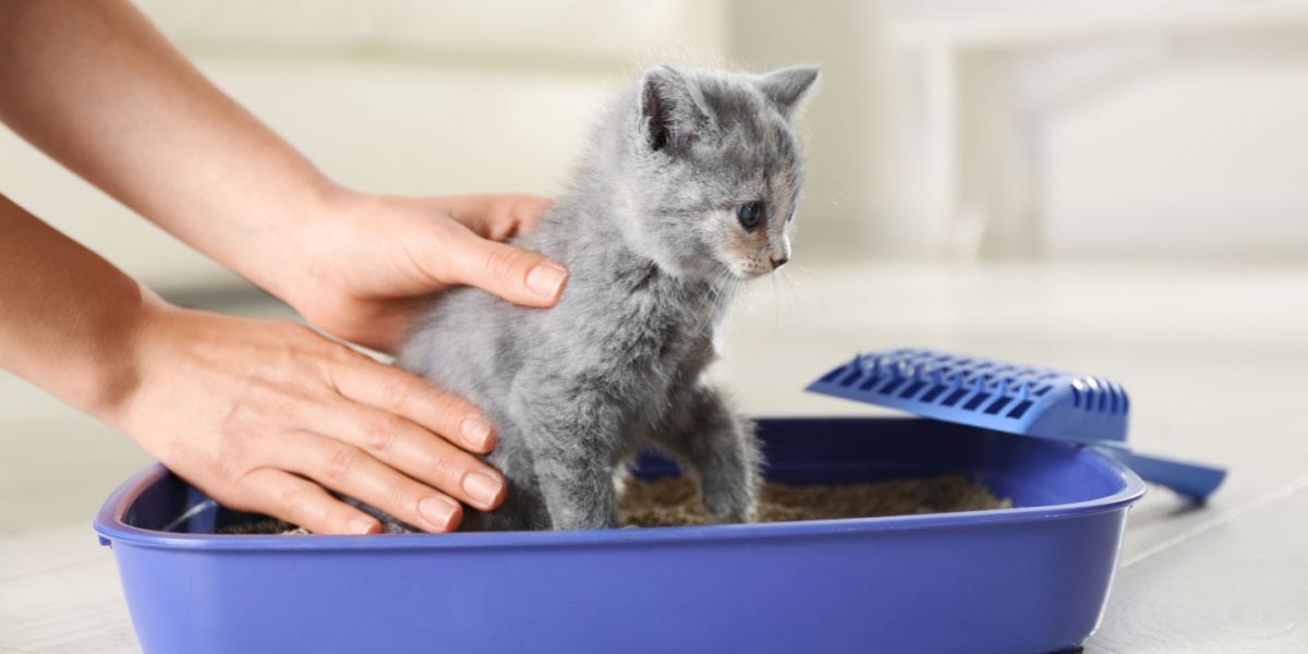 5 subtiele tekenen dat uw kitten moet plassen of poepen