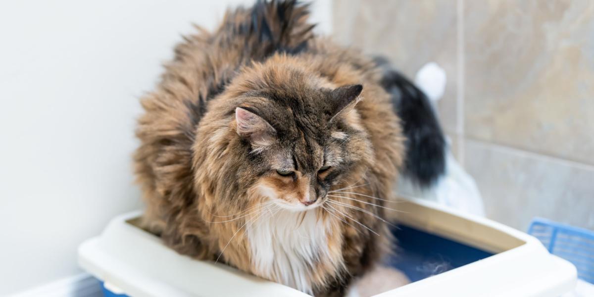 6 redenen waarom katten in hun kattenbak zitten en wanneer ze zich zorgen moeten maken