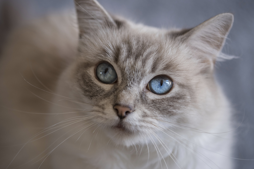 Blauwe Tabby Point Ragdoll Cat