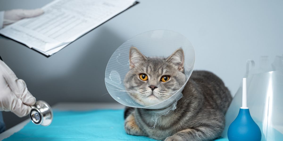 Cat anesthesie: hoe het werkt, kosten, & bijwerkingen