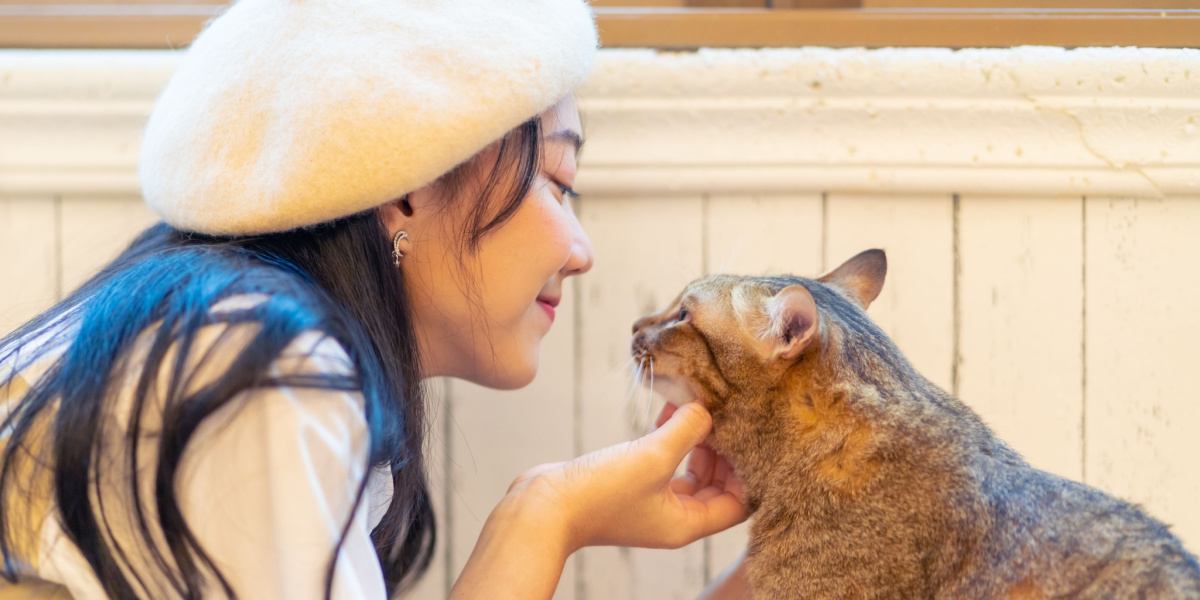 De 25 beste tips voor nieuwe katteneigenaren