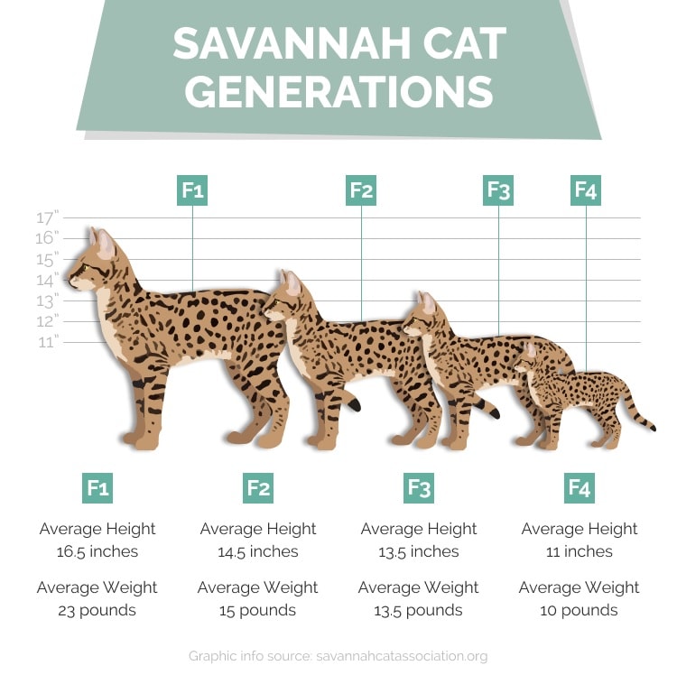 Visuele verschillen savanne kat