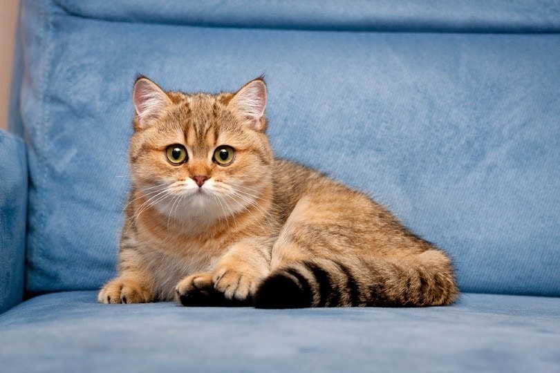 gouden Britse korthaar kat liggend op een blauwe bank