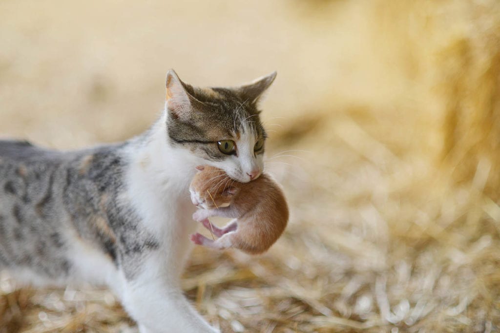kat die zijn kitten_ightcube draagt, Shutterstock
