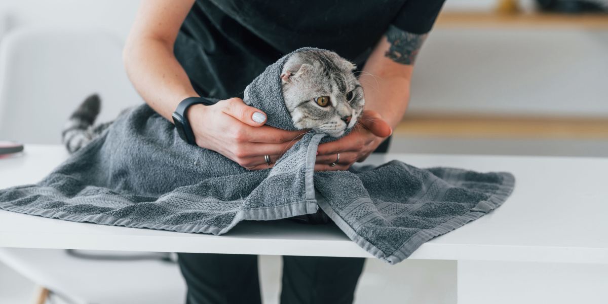 Hoe een kat met een handdoek te vangen