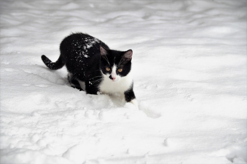 Een smoking kat in de sneeuw