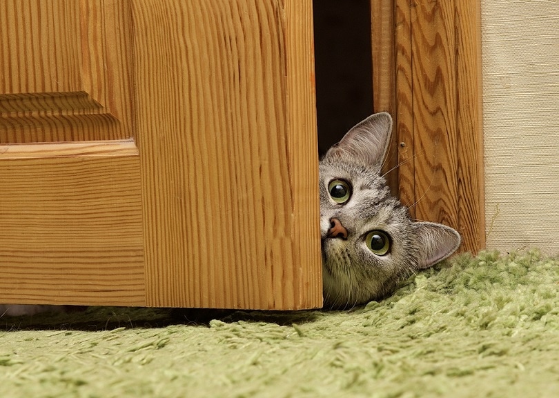 Nieuwsgierige kat die tussen deur kijkt