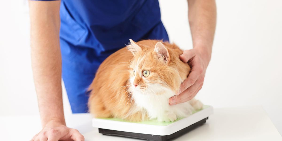 Katten afvallen: oorzaken &wanneer een dierenarts te bezoeken