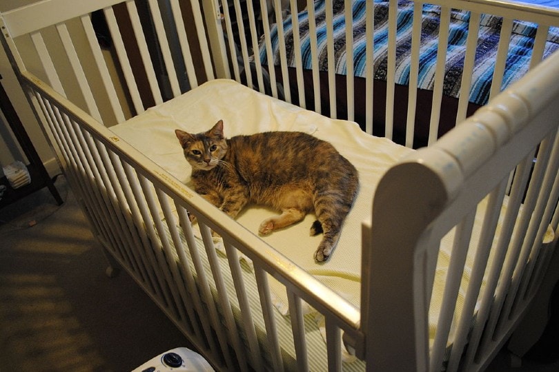 kat die in een babybedje ligt