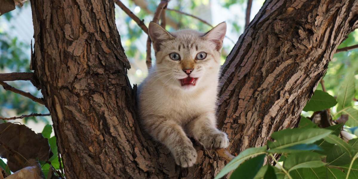 Kat op een boom