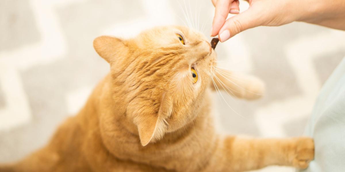 L-lysine voor katten: Overzicht, Dosering & Bijwerkingen